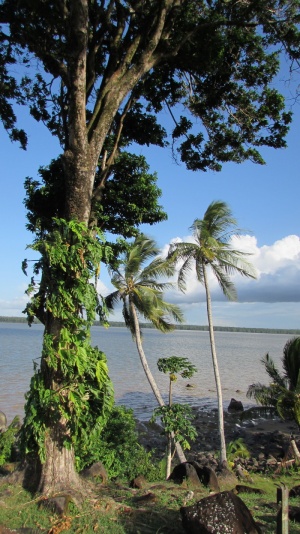 卡宴河，自然，卡宴，法属圭亚那，树，植物，水，海