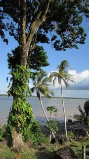 卡宴河,自然,卡宴,法属圭亚那,树,植物,水,海 卡宴河,自然,卡宴,法属圭亚那,树,植物,水,海
