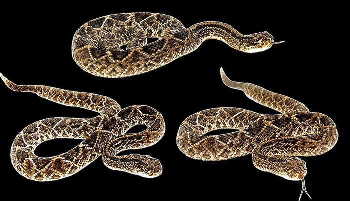 蛇、响尾蛇、动物、野生、自然、公园、黑色背景