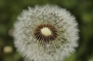 普通，蒲公英，尖花，蒲公英叶，特写，脆弱，植物，脆弱