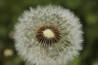 普通，蒲公英，尖花，蒲公英叶，特写，脆弱，植物，脆弱