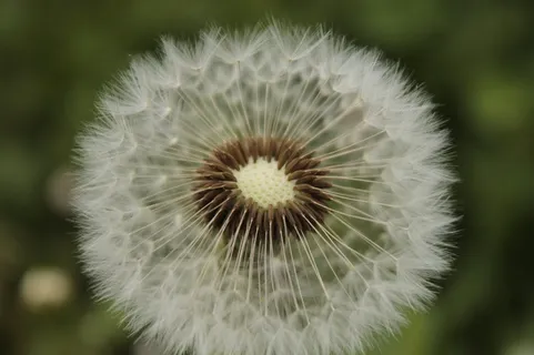 普通,蒲公英,尖花,蒲公英叶,特写,脆弱,植物,脆弱 普通,蒲公英,尖花,蒲公英叶,特写,脆弱,植物,脆弱