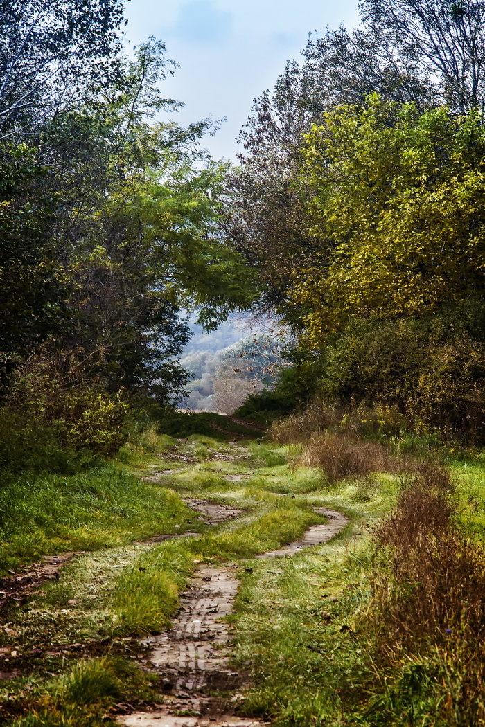 土路、草、景观、自然、户外、风景、树木、树木