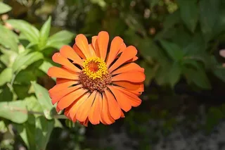 花，夏天，自然，夏天的植物，开花的植物，植物，新鲜度，花瓣