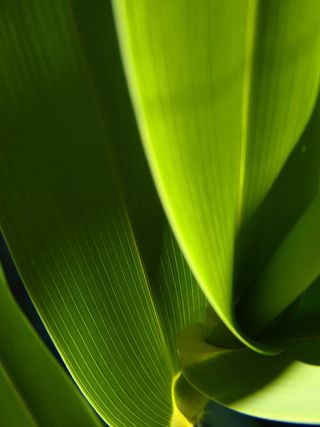 绿叶植物，叶子，抽象，绿色，纹理，对比度，光，绿色背景