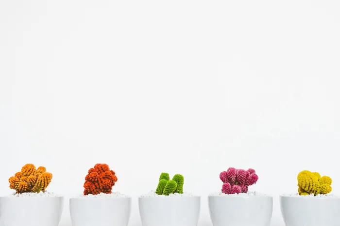 各色仙人掌，各色，植物，白色，陶瓷，花盆，仙人掌，仙人掌