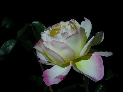 玫瑰,粉色,软粉色,黄色,自然,花,植物,花 玫瑰,粉色,软粉色,黄色,自然,花,植物,花