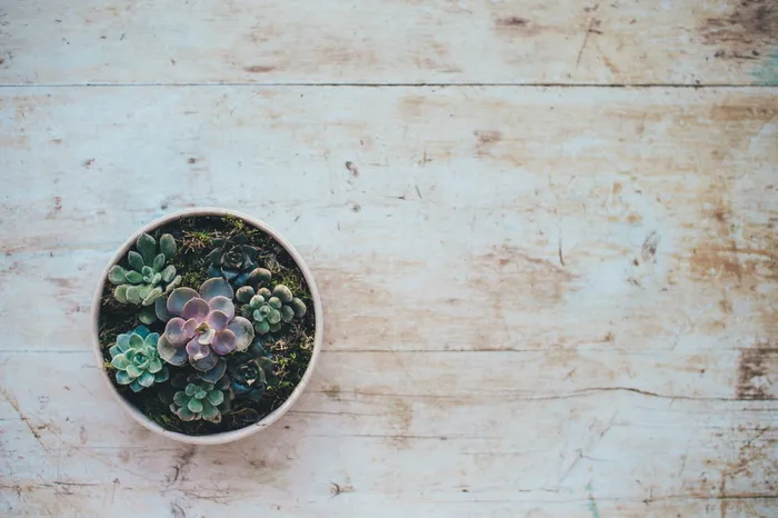绿色，多汁，植物，花盆，花朵，花盆，花瓶，秋天