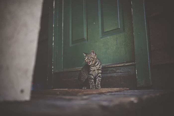 棕色门垫上的银色斑猫