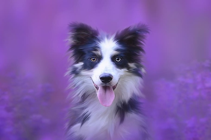 狗，肖像，动物，动物肖像，宠物，狗头，纯种狗，边境牧羊犬