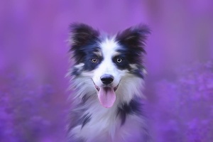 狗，肖像，动物，动物肖像，宠物，狗头，纯种狗，边境牧羊犬