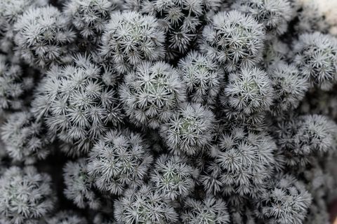 仙人掌，白色，刺，刺，自然，植物，植物区系，多刺