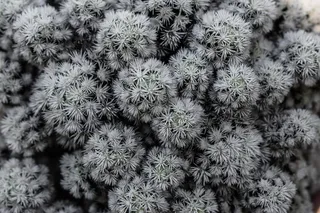 仙人掌，白色，刺，刺，自然，植物，植物区系，多刺