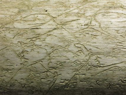 昆虫钻孔、原木、棕褐色、纹理、背景、图案、全框架、特写