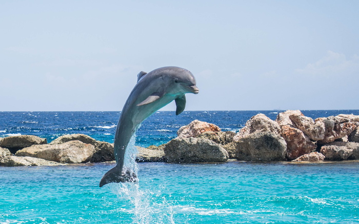 表演，特技，阳光，天空，海豚，水族馆，跳跃，鱼
