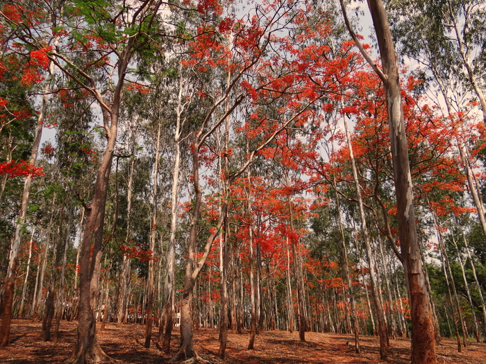 桉树，树木，森林，开花，桉树，delonix regia，dharwad，印度