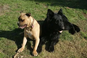 狗，斗牛犬，老德国牧羊犬，宠物，家养，家养动物，狗，哺乳动物
