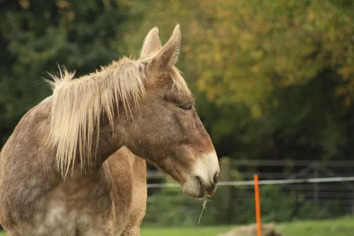 骡子, 草案, 草案, Comtois, 大, 银色斑纹, 斑纹, 爆头