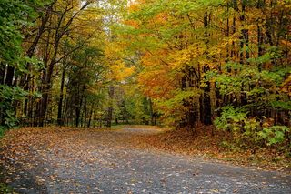 叶子, 秋天, 土路, 秋季季节, 土壤, 路, 秋季, 季节