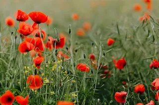 一片红色罂粟地