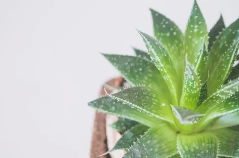 手持绿叶植物的人