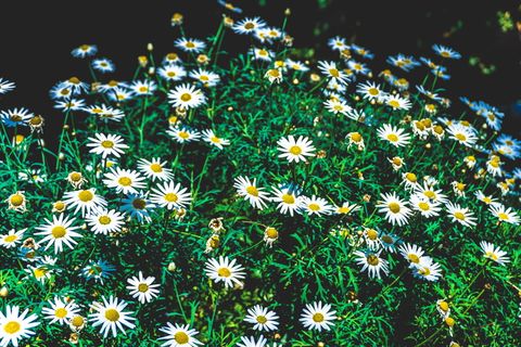 花，植物，花，紫菀，雏菊，雏菊，自然，花瓣