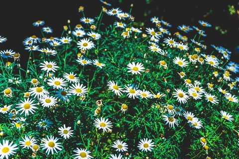 花，植物，花，紫菀，雏菊，雏菊，自然，花瓣