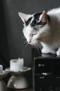 猫画像 猫画像