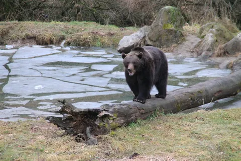 动物，熊，棕熊，圈地，动物园，动物主题，哺乳动物，一种动物