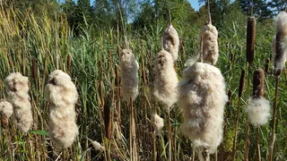 变换、花、火炬、花、自然、植物、动物、动物主题