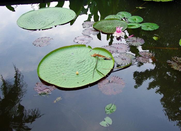 斯里兰卡，盆地，莲花，水，倒影，静水，睡莲，自然