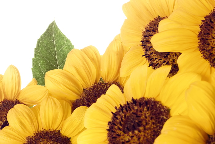 con2011，美丽，绽放，绽放，明亮，细节，植物，花