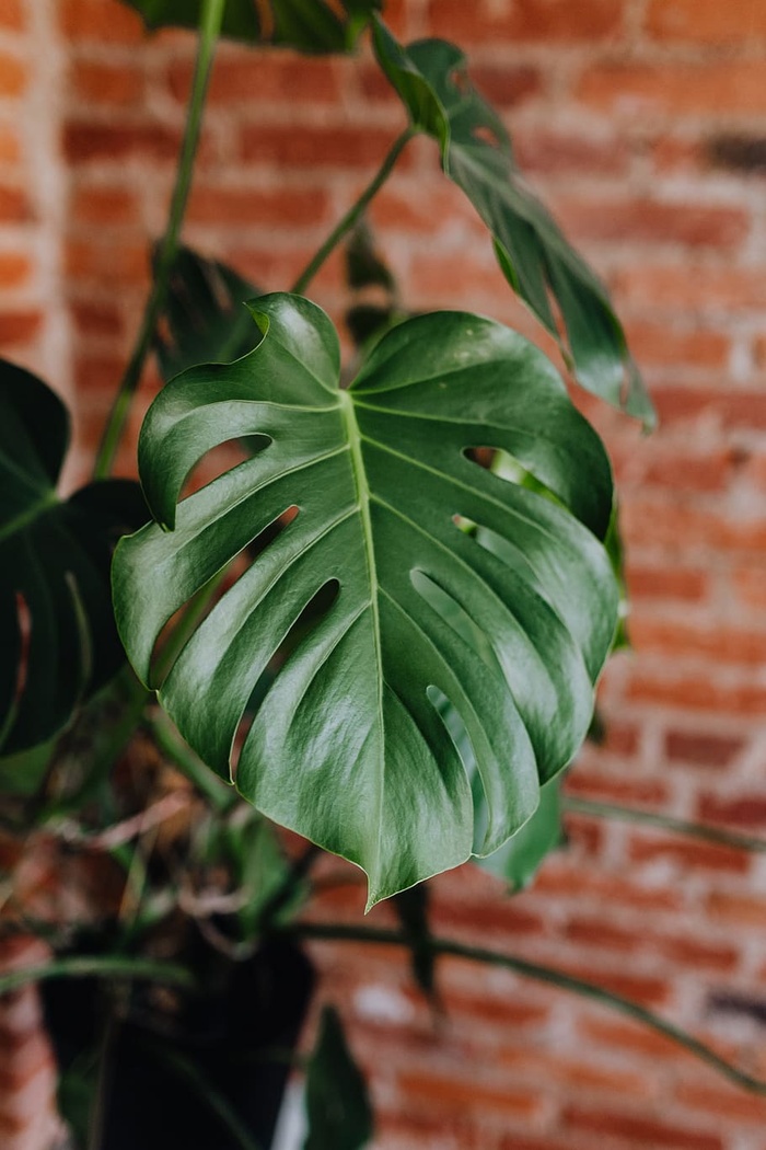 生长在家中的植物的绿叶