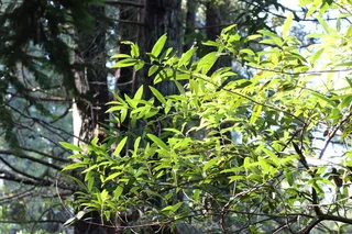 植物，树木，植被，盆栽植物，陶器，罐子，花瓶，花盆