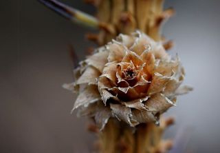 布拉德，花，花序，特写，植物，开花植物，关注前景，脆弱性