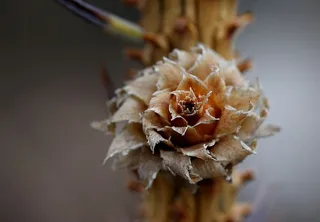 布拉德，花，花序，特写，植物，开花植物，关注前景，脆弱性