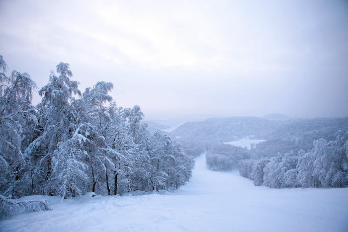 树，冬天，冬天，雪，山，滑雪，度假村，山顶