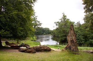 skovlysning、树干、湖岸、住宅、植物、树木、水、自然之美