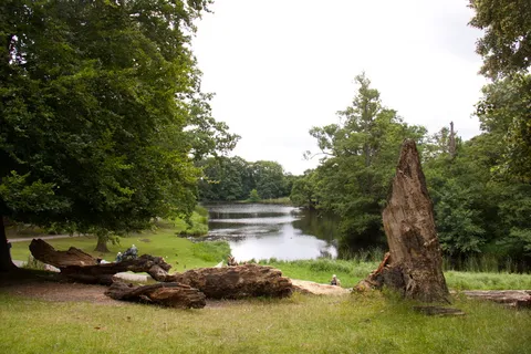 skovlysning、树干、湖岸、住宅、植物、树木、水、自然之美 skovlysning、树干、湖岸、住宅、植物、树木、水、自然之美