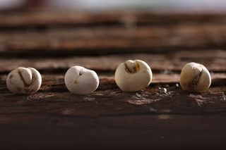 珍珠母、美食、中国风、选择性聚焦、食品、木质材料、无人、食品和饮料