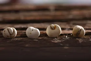 珍珠母、美食、中国风、选择性聚焦、食品、木质材料、无人、食品和饮料