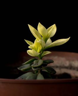 自然、光、绿色、生命、色调、自然之美、植物、生长