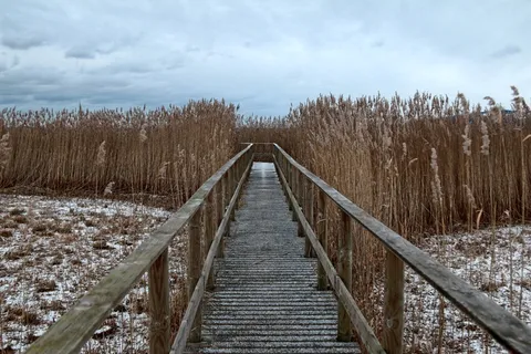 草间棕色木桥 草间棕色木桥