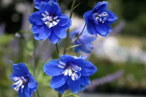 花, 蓝色, 花园, 白, 开花, 浪漫, 多年生, 开花植物 花, 蓝色, 花园, 白, 开花, 浪漫, 多年生, 开花植物