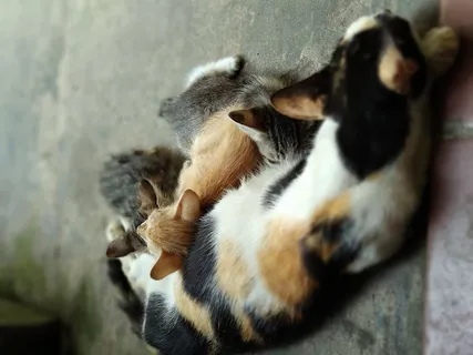 动物主题，动物，哺乳动物，猫，家养，家养动物，家养猫，一种动物