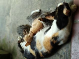 动物主题，动物，哺乳动物，猫，家养，家养动物，家养猫，一种动物