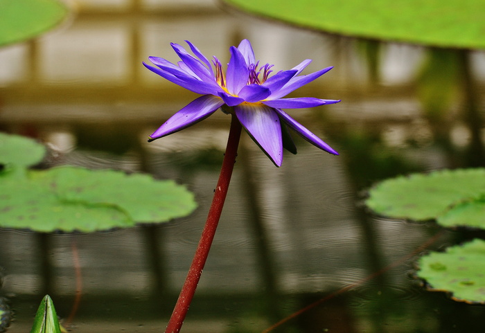 选择性，聚焦照片，紫色，花瓣状花朵，睡莲，水，芽，植物