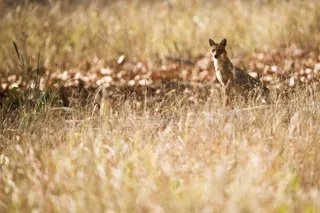 棕色狐狸在草地上寻找其他地方
