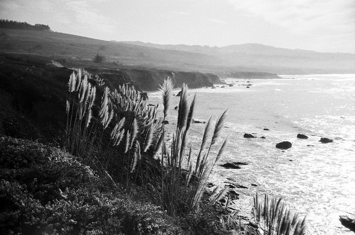 美国, 圣克鲁斯, 水, 牛市, 海洋, bandw, 海岸, 35mm