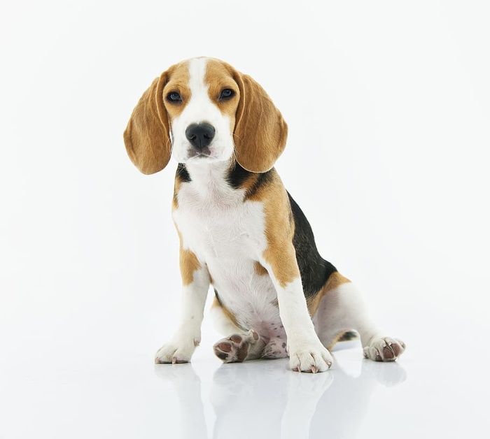 小猎犬